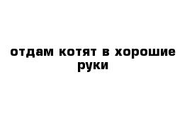 отдам котят в хорошие руки